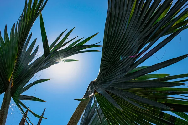 Sonniger Himmel Mit Palmblättern — Stockfoto