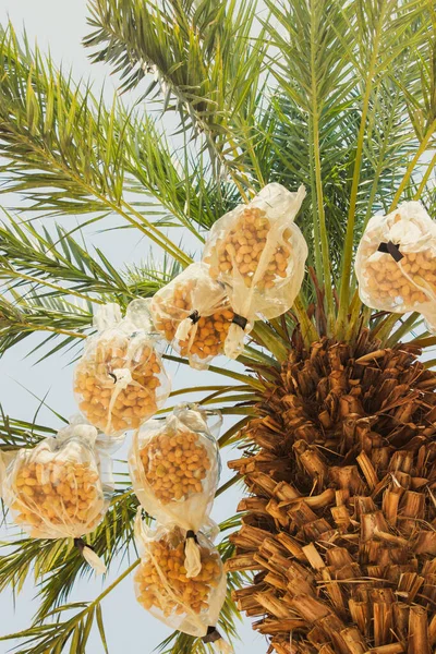 用渔网包裹在棕榈树上的晒太阳的椰枣束 — 图库照片