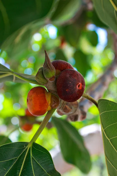 在以色列的枝子上结满了果子 — 图库照片