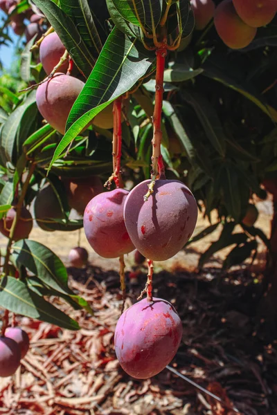 Red mangoes on a branch