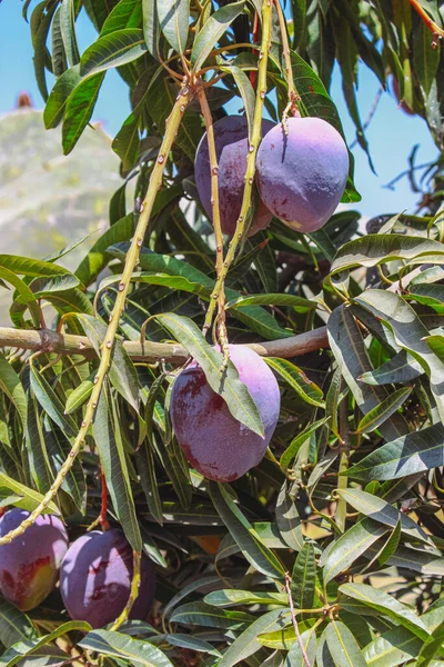 在以色列的一棵树上 芒果正在成熟 — 图库照片