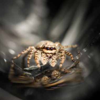 Sıçrayan kurt örümceği kameraya yakından bakar Corona, covid-19, Frankfurt ve Almanya 'da bahçeden görüntüler alır.