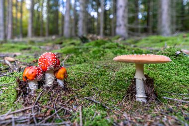 Zehirli mantar mantarı mantarı sonbaharda orman toprağında, Almanya