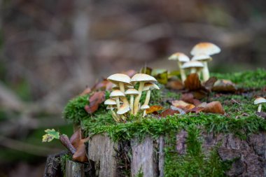 Ağaç kütüğü, taunus, Almanya 'da yetişen iki heceli faşikülare mantarı.