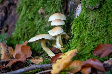 Ağaç kütüğü, taunus, Almanya 'da yetişen iki heceli faşikülare mantarı.