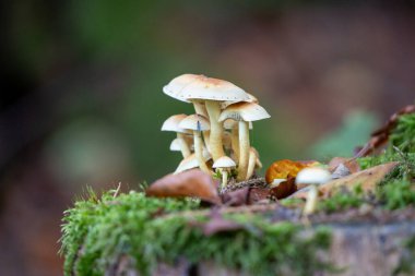 Ağaç kütüğü, taunus, Almanya 'da yetişen iki heceli faşikülare mantarı.