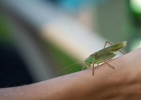 Primer Plano Enorme Saltamontes Verde Sentado Brazo Humano — Foto de Stock