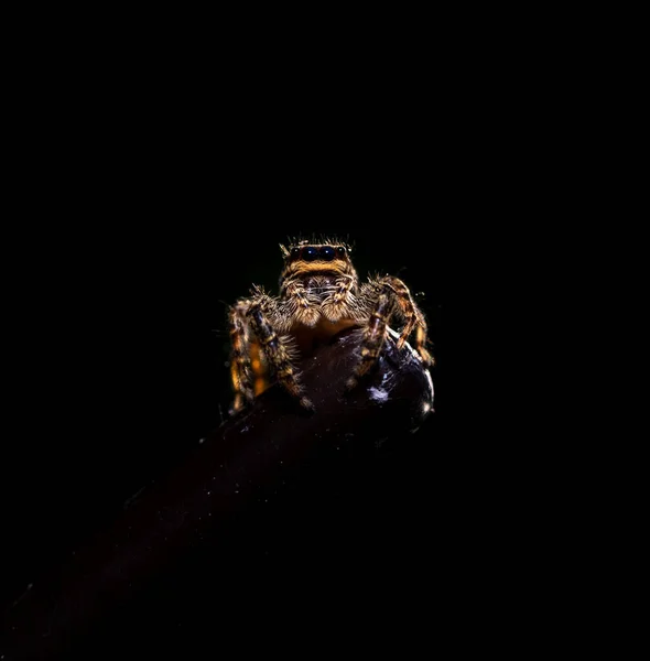 Ugrás Farkas Pók Közelről Kilátás Néz Kamerába Hogy Képek Kertben — Stock Fotó