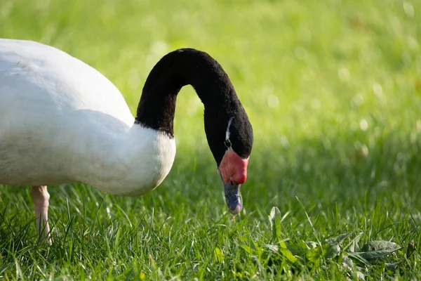 Черный Лебедь Шеей Ищущий Пищу Зеленой Траве — стоковое фото