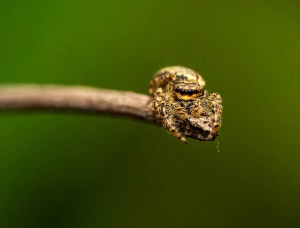 Jumping Wolf Spider Close View Looking Camera Taking Images Garden — Stock Photo, Image