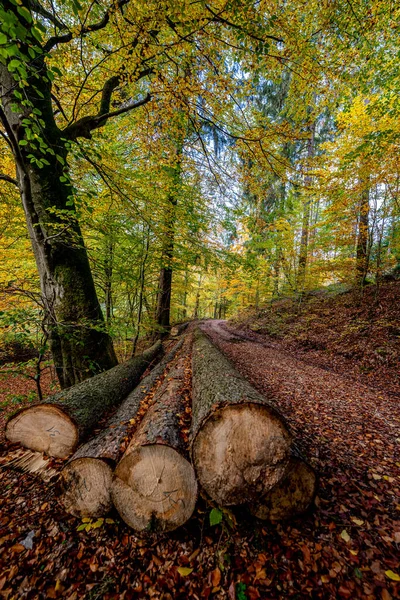 Sonbaharda Taunus Ormanının Yol Kenarında Kesilmiş Kütükler Sonbahar Renkleri Para — Stok fotoğraf