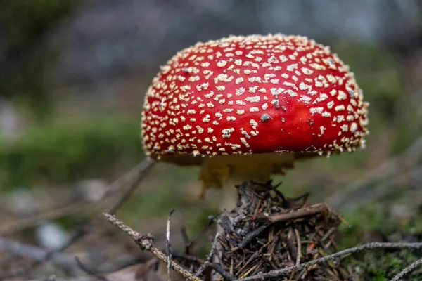 poisonous toadstool amanita muscaria mushroom on forest soil in fall, germany