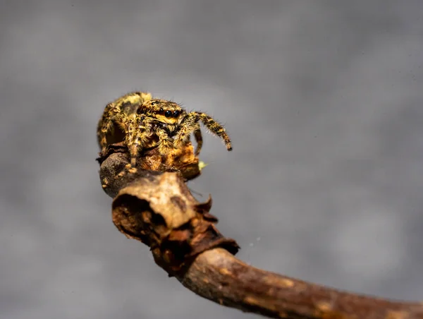 Jumping Wolf Spider Close View Looking Camera Taking Images Garden — Stock Photo, Image