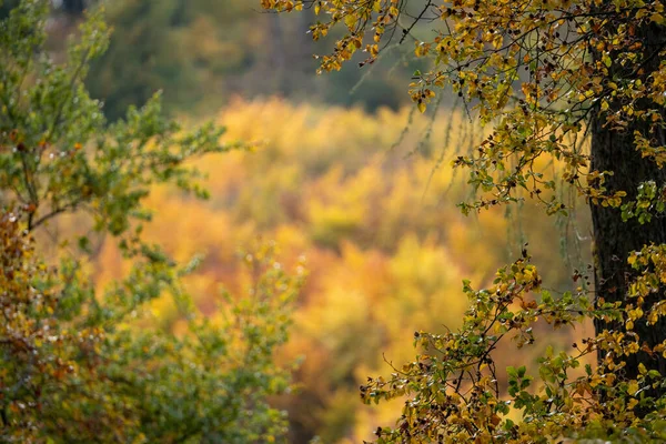 Widok Las Jesiennym Słońcu Drzew Liściastych Liści Pięknych Żółtych Czerwonych — Zdjęcie stockowe