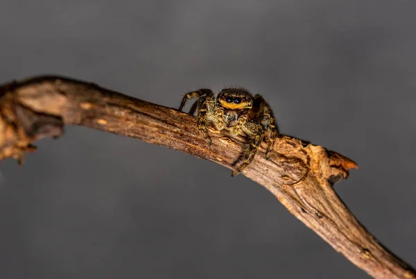 Ugrás Farkas Pók Közelről Kilátás Néz Kamerába Hogy Képek Kertben — Stock Fotó
