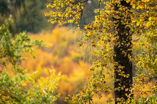Вид Лес Осеннем Солнцепеке Лиственными Деревьями Листьями Красивых Желтых Красных — стоковое фото