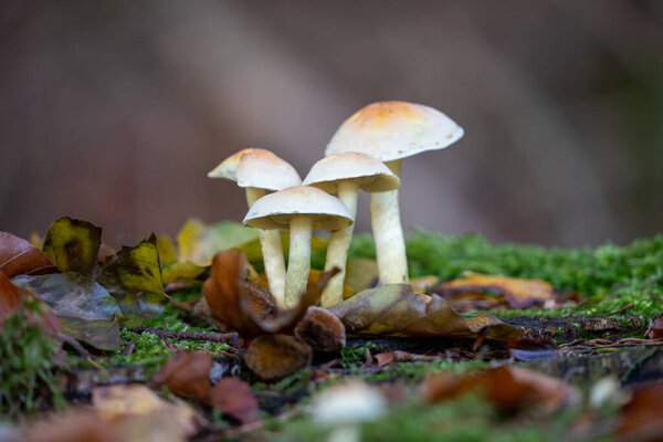 Hypholoma fasciculare fungus growing on a tree stump, taunus, germany