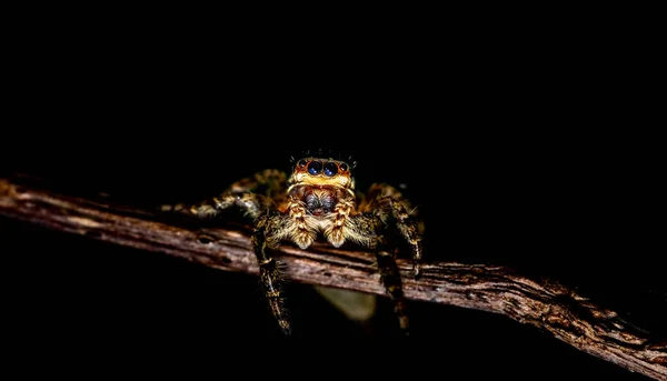 Jumping Wolf Spider Close View Looking Camera Taking Images Garden — Stock Photo, Image