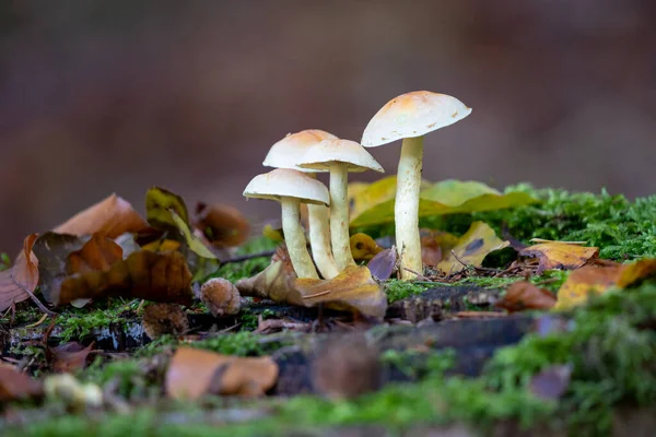 Ağaç kütüğü, taunus, Almanya 'da yetişen iki heceli faşikülare mantarı.