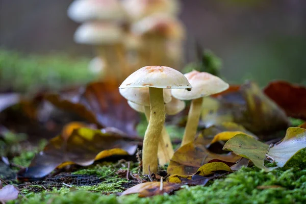 Hongos Hypholoma Fasciculare Que Crecen Tronco Árbol Taunus Alemania —  Fotos de Stock