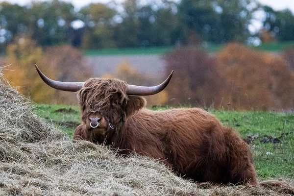 Longhorn Cabelos Compridos Gado Das Terras Altas Prado Hessen Alemanha — Fotografia de Stock