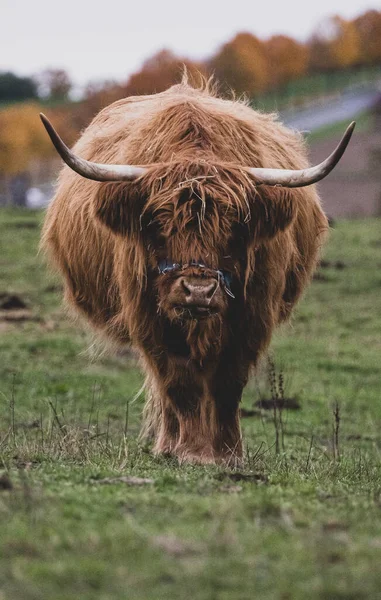 Longue Corne Poil Long Bovins Des Hautes Terres Sur Prairie — Photo