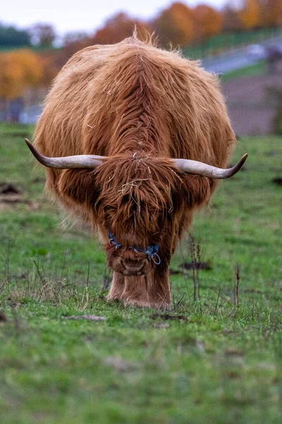 Long Haired Longhorn Highland Cattle Meadow Hessen Germany — Stock Photo, Image