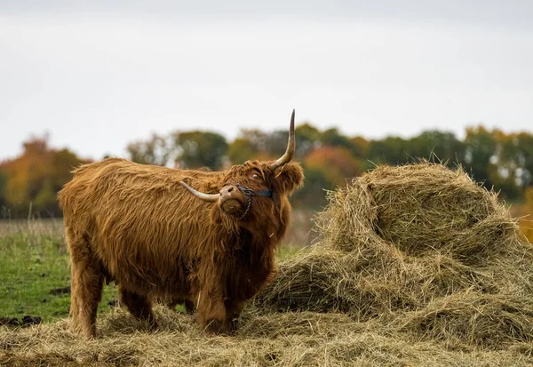 Langharig Langhoorns Hooglandvee Weide Hessen Duitsland Rechtenvrije Stockafbeeldingen