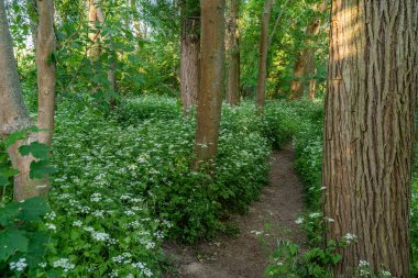 Frankfurt yakınlarındaki ormanda dar bir patika.