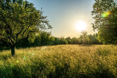 Gün batımı bir meyve bahçesi çayırında ağaçlarla ve ön planda bir ekin tarlasıyla, onunki, Almanya