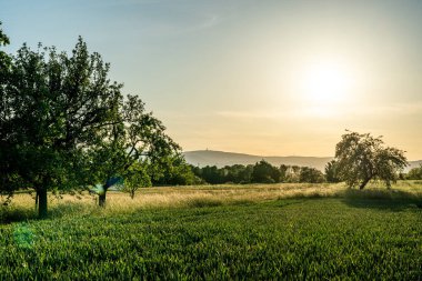 Gün batımı bir meyve bahçesi çayırında ağaçlarla ve ön planda bir ekin tarlasıyla, onunki, Almanya