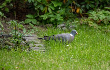 Güvercin yazın bahçede çim tohumu arıyor, Almanya