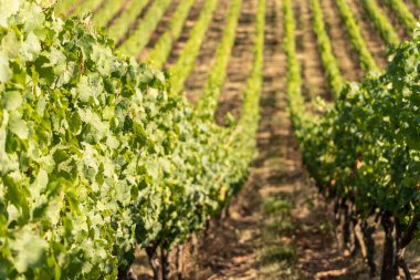 Ruedesheim yakınlarındaki Ren Nehri boyunca uzanan güzel yamaçlar ve Almanya 'daki niederwald anıtı.