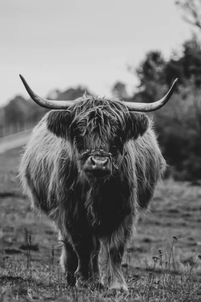 Longue Corne Poil Long Bovins Des Hautes Terres Sur Prairie — Photo