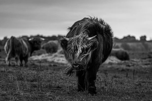 Longhorn Cabelos Compridos Gado Das Terras Altas Preto Prado Hessen — Fotografia de Stock