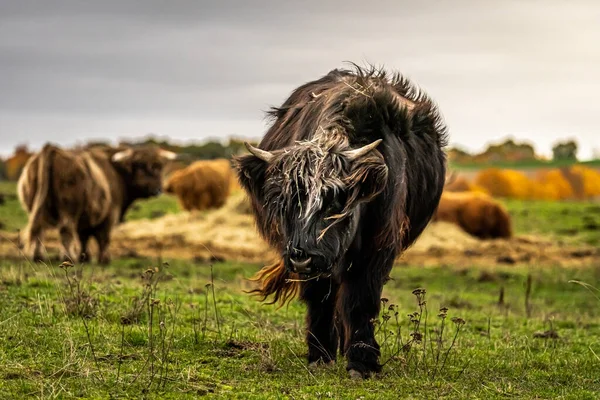 Long Haired Longhorn Black Highland Cattle Meadow Hessen Germany — Stock Photo, Image