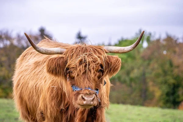 Long-haired longhorn highland cattle on meadow in hessen, germany