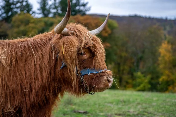 Ganado Pelo Largo Las Tierras Altas Prado Hessen Alemania —  Fotos de Stock