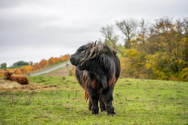德国黑森市草地上的长毛长角牛黑色高地牛 — 图库照片