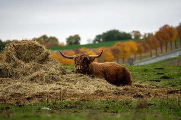 德国黑森州草地上的长毛长角高山牛 — 图库照片
