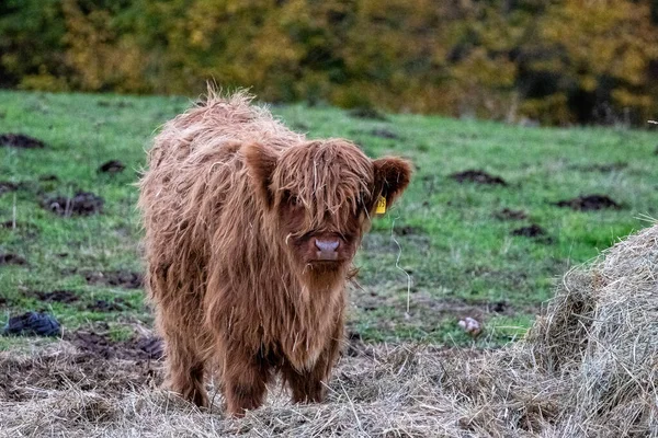 Langharige Langhoorn Hooglandkalf Weide Hessen Duitsland — Stockfoto