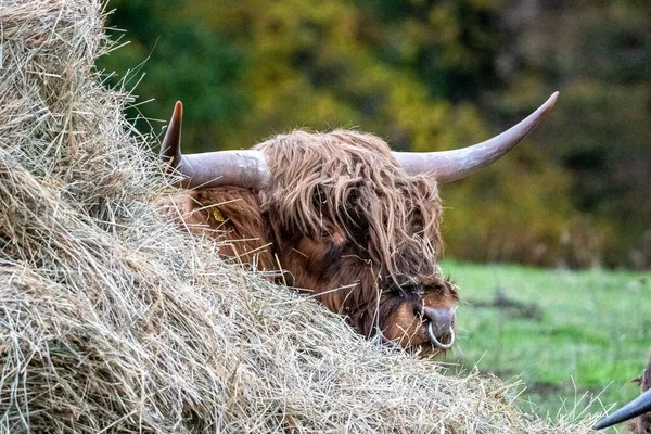 Uzun Saçlı Skoç Sığırları Hessen Almanya Çayırda — Stok fotoğraf