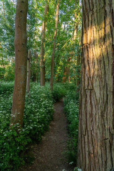 Een Smal Pad Het Bos Bij Frankfurt — Stockfoto