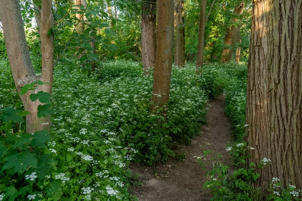 Sentier Étroit Dans Forêt Près Frankfurt — Photo