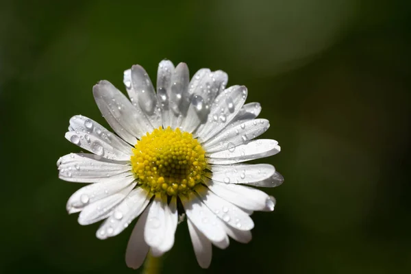 Gros Plan Image Une Fleur Marguerite Fleurir Sur Fond Vert — Photo