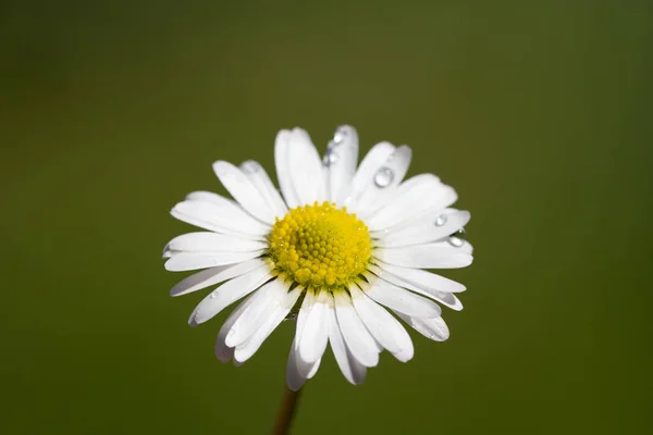 Imagen Primer Plano Una Flor Margarita Fondo Verde Fondo Escritorio —  Fotos de Stock