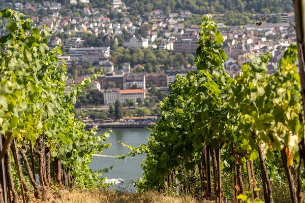 Bella Collina Vigneti Lungo Fiume Reno Vicino Ruedesheim Monumento Niederwald — Foto Stock