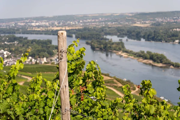 Belos Vinhedos Encosta Longo Rio Reno Perto Ruedesheim Monumento Niederwald — Fotografia de Stock