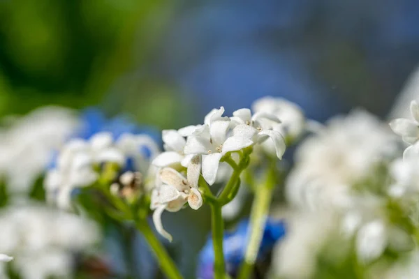 Blau Weiß Vergiss Mich Nicht Blumen Auf Buntem Hintergrund — Stockfoto