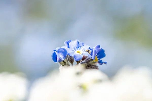 Blauw Wit Vergeet Niet Bloemen Een Kleurrijke Achtergrond — Stockfoto